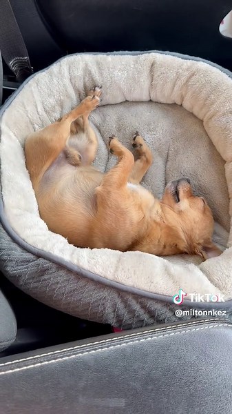 Milton & Kezler on TikTok