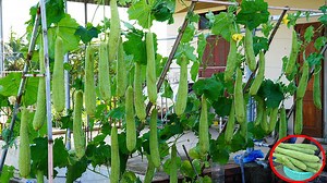 99K views · 1.4K reactions | Secrets to Growing Luffa on Your Terrace | DIY Balcony Garden | Facebook