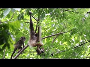 Baby Spider Monkey swinging in branches