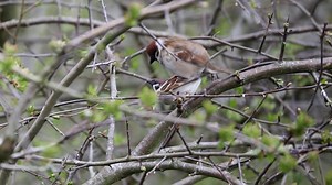 Dog, Pet, Animal, Small, Furry