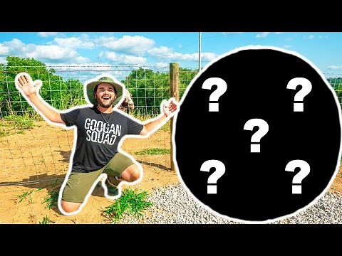 I Bought the MEANEST Animal at the AUCTION for My BACKYARD FARM!!! (Bad Idea)