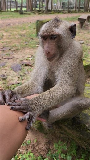 Amazing all monkey playing on stone nb8 #reels #monkey #animal #wildlife #baby #viral #cute | CD Monkey | Facebook