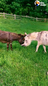 9.2M views · 291K reactions | Proof it is always possible to find love again ❤️‍啕 | The Dodo | Facebook