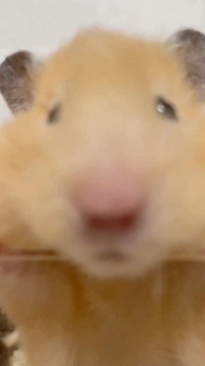 밤톨이들 on Instagram: "알박사님의 콧구멍 리듬 #알밤이"