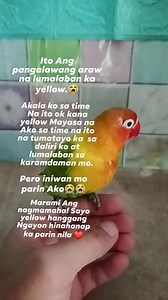 Talented bird yellow miss you yellow😭😘😘😘. #jbirdtv #birdshow #show #lovebird #birdtricks | J BIRD TV