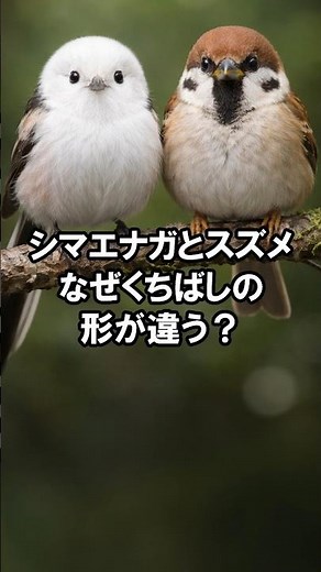 【歯の雑学598】シマエナガとスズメ、なぜくちばしの形が違う？ ＃クイズ ＃歯科 ＃雑学 #豆知識