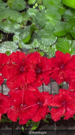 1.1K views | nature's tribute to unity: a symphony of colors 曆 celebrating malaysia's diversity with flowers and butterflies in the shades of our flag. harmony in every hue!  #unityinnature#merdeka66 #malaysiamerdeka #merdeka#harmonywithnature #voicesofnature #wondersofnature #naturelearning #entopia #entopiapenang #entopiabypenangbutterflyfarm #telukbahang #penang #experiencepenang | Entopia by Penang Butterfly Farm | Facebook