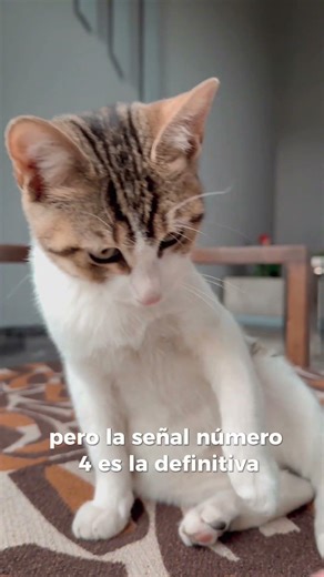 ¿Eres su madre? 🐱 #gatos #curiosidades #catcode