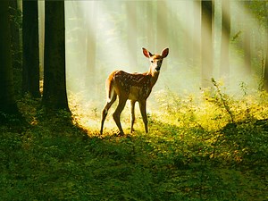 Bambi: A Tale of Life in the Woods - Apple TV