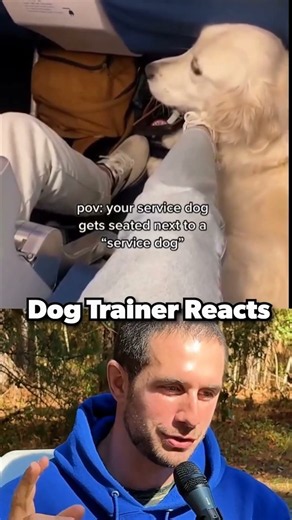 Fake Service Dogs: What Dog Trainers Actually Notice | Dog Trainer Reacts