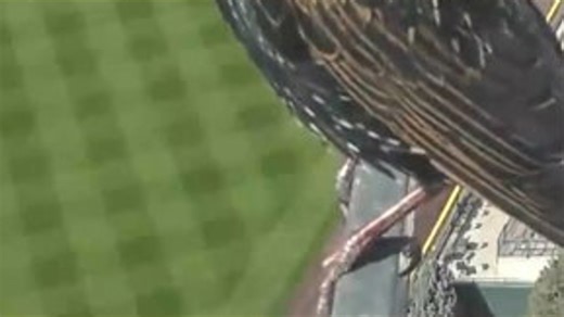 Stunning iridescent bird enjoys views at Rockies' Coors Field baseball stadium