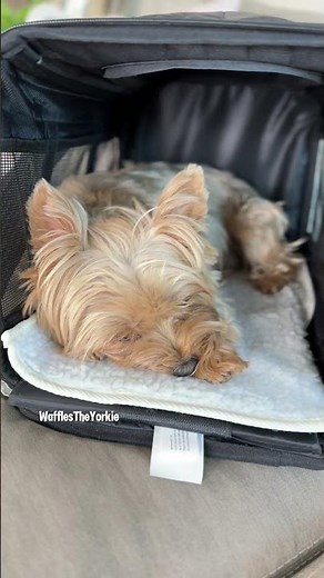 How to make your dog comfortable flying in a carrier #DogTraining #TravelTips
