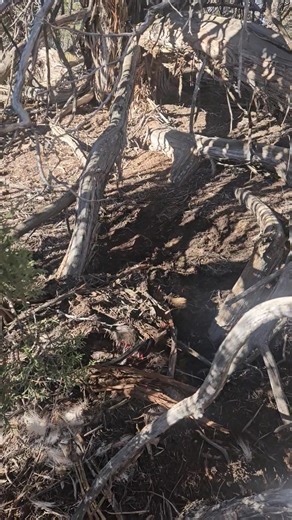 Out On A Limb Guides and Outfitter on Reels