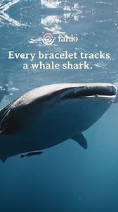 1M views · 57 reactions | Our BIGGEST splash yet... Every Quest bracelet tracks a real whale shark. Meet your whale shark and learn their story Follow their quest on an interactive tracking map In partnership with the Georgia Aquarium | Fahlo | Facebook