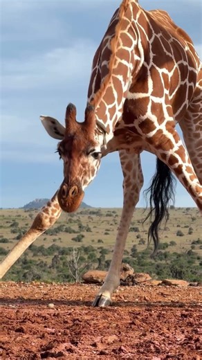 Giraffe are not designed to eat from the ground