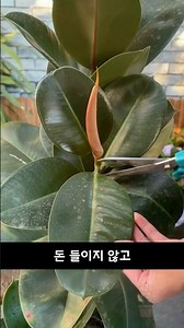 고무나무, 돈 한 푼 안 들이고 무한으로 늘리는 방법 #고무나무 #삽목 #식물키우기