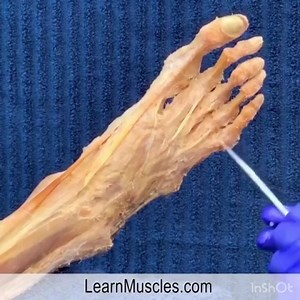 4.2K views · 84 reactions | MUSCLES OF THE FOOT - PART 1 ⠀ [CADAVER...
