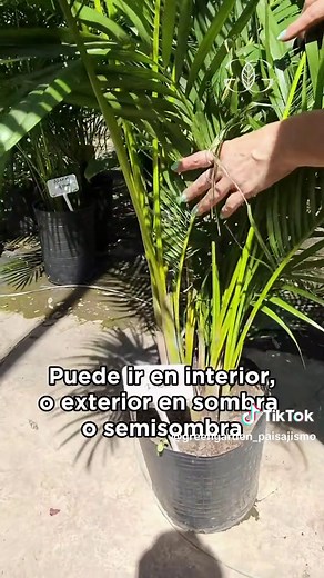 Diferencias entre Palmeras: Areca, Raphis y Robellini