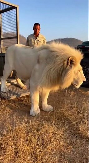“When the Gate Opens: White Lions Return to the Wild”