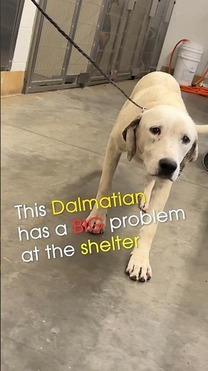 Dalmatian abandoned at the shelter with so many 🪳🦟🐜