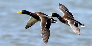 Late winter mallard estimates remain lowest in 15 years