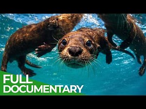 The Humboldt Current: Where Ocean and Desert Collide | Free Documentary Nature