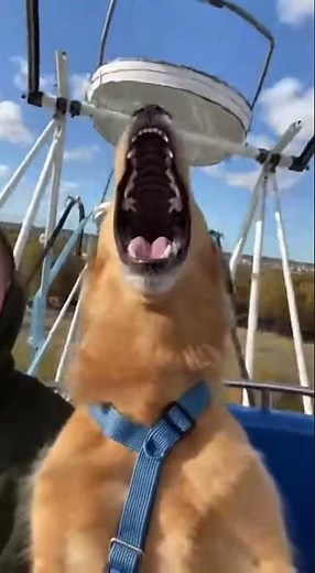 Dog Screams Like a Human on a Ferris Wheel—and It’s Hilarious!