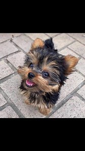 She’s still available #petsofinstagram #yorkie #yorkielove | Free yorkie puppies for adoption