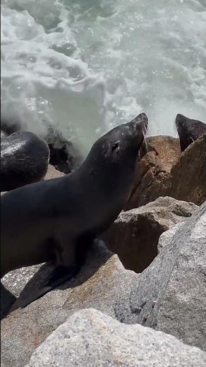 This Wolf Hunts the Ocean’s Edge