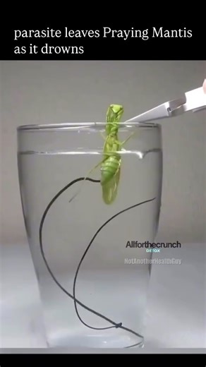 Not Another Health Guy | HORSEHAIR WORMS?! BEWARE 🧠⚠️ These parasites are known for hijacking their host’s brain and forcing them to self-destruct. Usually it’s... | Instagram