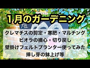 [Winter gardening] How to care for clematis and violas + my impressions of using a wall-mounted f...