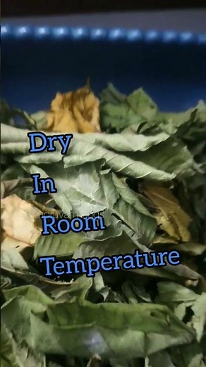 Guava leaves powder🌿🌿 #trending #trendingshorts #viral #shorts #viralshorts #skincare #hair #tips