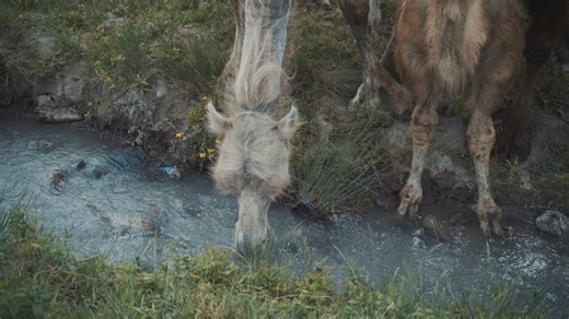 Camels, Animals, Pasture. Free Stock Video