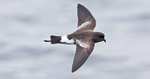 Wilson's Storm-Petrel Identification, All About Birds, Cornell Lab of Ornithology