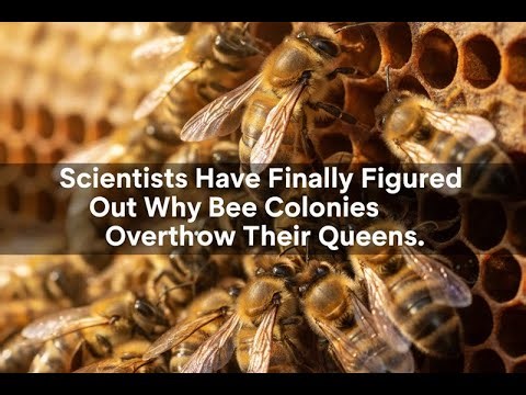 Scientists Have Finally Figured Out Why Bee Colonies Overthrow Their Queens