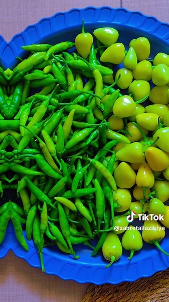 استمتع بأغاني اللاذقية الجديدة