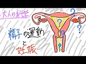 【生物学レベル★★★】オーガズムだけじゃないクリトリスの隠された機能とは その２