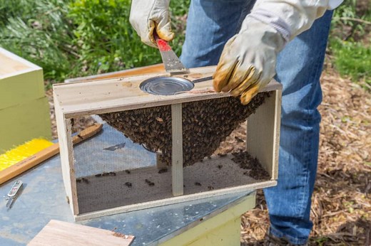 What Is The Difference Between A Nuc And A Package Of Bees? - Bee Keeper Facts - Beekeeping For Beginners And Hobbyists