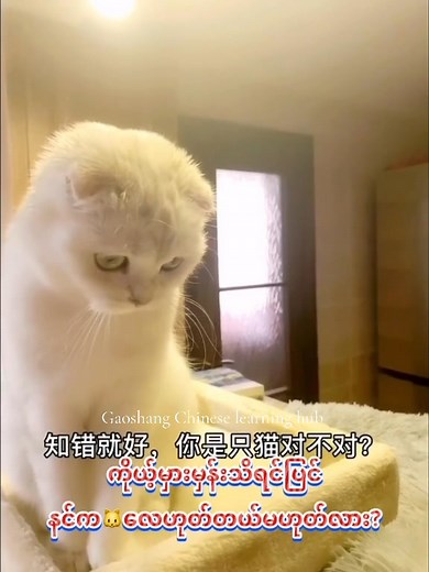 Learning Chinese with cutie 😂😂 #chineselanguagecourse #chineselanguage #foryou #fypage #petlovers #毛孩子 #fypageシ #pet #justforfun #cutebaby #cutebabyanimals #cats #catlovers #catlover #dogs #doglovers #dog #doglover | Gao Shang Chinese Learning Hub