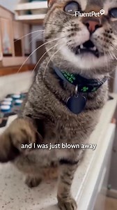 1K reactions · 40 shares | What are we missing when they try to communicate with us? | FluentPet | Facebook