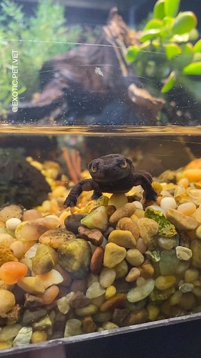 Dr. Rachel Siu on Instagram: "There’s just something about newts that make them so cute! 🦎🥹 #newt #amphibian #salamander #zoo #exotics #wildlife #rescue #conservation #animals #pets #nature #fortworthzoo #vet #exoticpets #exoticanimals #newts"