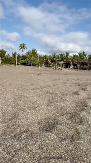 la princesita de mama en la playa #pitbull #puppy #playa #bebe #feliz #bully