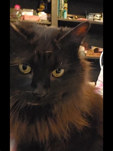 Lillis | The Liminal Reader 🌻 (@liminal_lillis)’s videos with Luna - Iniko