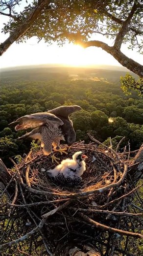 Stunning Wild Nature Moment