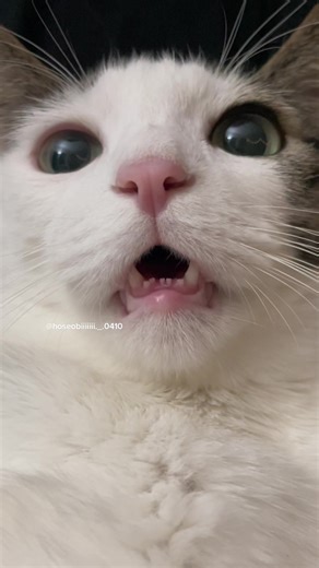 Exploring the Cute Voices of Cats | Animal TikTok