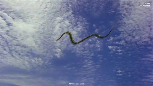 These terrifying snakes can fly 70 meters through the air