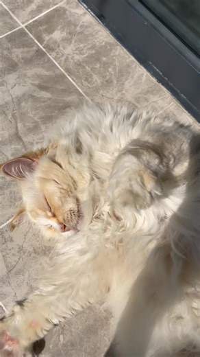 meow~meow~meow~ #cat#lovely#fyp#meow