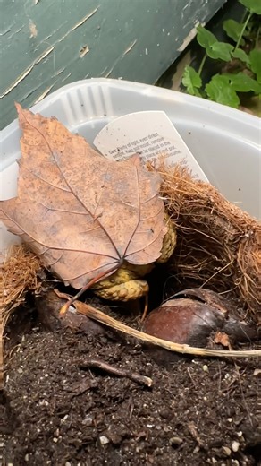 Toad Under a Blanket