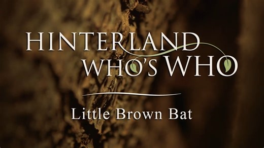 🦇True or false? The #LittleBrownBat migrates to the south for the winter. That's false! It hibernates right here, in Canada! For more info, check out our video! #CanadianWidlife #HinterlandWhoSWho #WildlifeFacts | Hinterland Who's Who