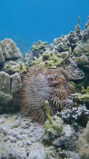 Crown-of-Thorns Control: Protecting Coral Reefs
